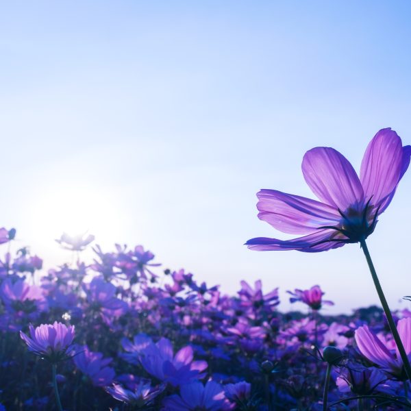 Purple cosmos flowers in the garden bloom gently in  summer the sunset